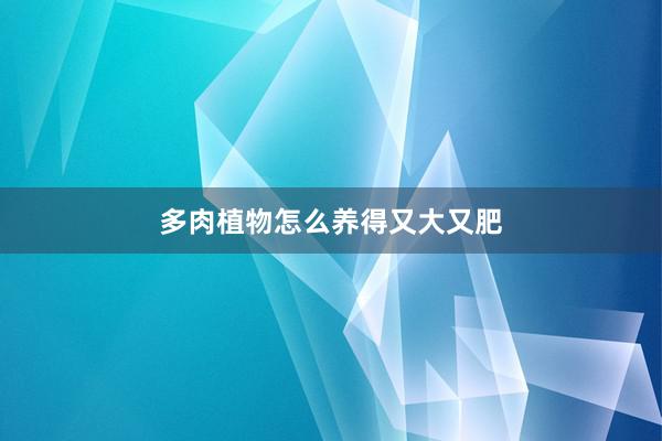 多肉植物怎么养得又大又肥